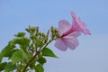 Beautiful fresh pink morning glory ipomoea carnea plant with flower blossoms and buds in blue sky background , medicinal plant,
