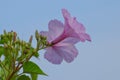 Beautiful fresh pink morning glory ipomoea carnea plant with flower blossoms and buds in blue sky background , medicinal plant