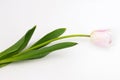 Beautiful fresh pink pastel tulip isolated on white studio background Royalty Free Stock Photo