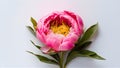 Beautiful fresh pink peony flower isolated on white background Royalty Free Stock Photo