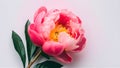 Beautiful fresh pink peony flower isolated on white background Royalty Free Stock Photo