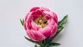 Beautiful fresh pink peony flower isolated on white background Royalty Free Stock Photo