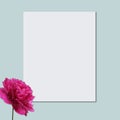 Beautiful fresh pink peony flowers in full bloom on light blue background. Floral flat lay, top view. Copy space for text. Mother Royalty Free Stock Photo