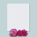 Beautiful fresh pink peony flowers in full bloom on light blue background. Floral flat lay, top view. Copy space for text. Mother Royalty Free Stock Photo