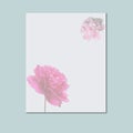 Beautiful fresh pink peony flowers in full bloom on light blue background. Floral flat lay, top view. Copy space for text. Mother Royalty Free Stock Photo