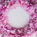 Beautiful fresh pink peony flowers in full bloom on white background Royalty Free Stock Photo