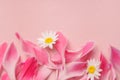 Beautiful fresh pink petals and chamomile flowers on pastel rose background Royalty Free Stock Photo