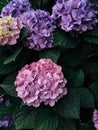 Beautiful fresh pink and purple hydrangea flower in full bloom in the garden. Royalty Free Stock Photo