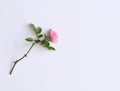 Beautiful fresh pink rose isolated on white background. Gentle romantic background. Top view, flat lay. Flowers, spring Royalty Free Stock Photo