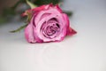 Beautiful fresh pink rose, rosebud isolated on white background Royalty Free Stock Photo
