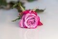 Beautiful fresh pink rose, rosebud isolated on white background Royalty Free Stock Photo