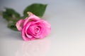 Beautiful fresh pink rose, rosebud isolated on white background Royalty Free Stock Photo