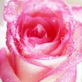 Beautiful fresh pink rose with water drops macro Royalty Free Stock Photo