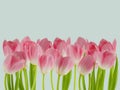 Beautiful fresh pink tulips in a row on pastel blue Royalty Free Stock Photo