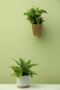 Beautiful fresh potted ferns near green wall