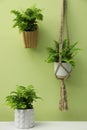 Beautiful fresh potted ferns near green wall