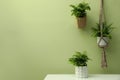 Beautiful fresh potted ferns near green wall. Space for text