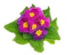 Beautiful fresh primula