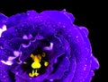 Vibrant purple carnation in close up