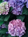 Beautiful fresh purple and pink hydrangea flower in full bloom in the garden. Royalty Free Stock Photo