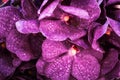 Beautiful fresh purple Vanda orchid flower bouquet background. Royalty Free Stock Photo