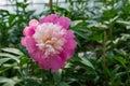 Beautiful fresh purple and white peony flower in full bloom in greenhouse