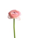 Beautiful fresh ranunculus flower isolated on white