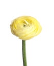 Beautiful fresh ranunculus flower isolated on white