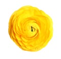 Beautiful fresh ranunculus flower on white background