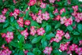 Beautiful fresh red Azalea flowers ,Impala Lily or Desert Rose or Mock Azalea, beautiful pink flower in garden.Top view Royalty Free Stock Photo