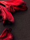 Beautiful fresh red gladiolus isolated on black. Flower of Gladiolus whit space for text. Royalty Free Stock Photo