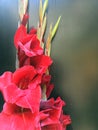 Beautiful fresh red gladiolus isolated on black. Flower of Gladiolus whit space for text Royalty Free Stock Photo