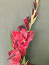 Beautiful fresh red gladiolus isolated on black. Flower of Gladiolus whit space for text Royalty Free Stock Photo