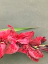 Beautiful fresh red gladiolus isolated on black. Flower of Gladiolus whit space for text Royalty Free Stock Photo