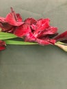 Beautiful fresh red gladiolus isolated on black. Flower of Gladiolus whit space for text Royalty Free Stock Photo