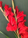 Beautiful fresh red gladiolus isolated on black. Flower of Gladiolus whit space for text Royalty Free Stock Photo