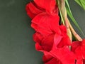 Beautiful fresh red gladiolus isolated on black. Flower of Gladiolus whit space for text Royalty Free Stock Photo