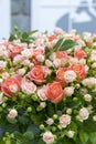 Beautiful fresh red and pink roses. beautiful bouquet of roses. vertical photo. close up Royalty Free Stock Photo
