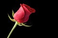 Beautiful and Fresh Red Rose Bathed in Morning Dew on a Black Background Royalty Free Stock Photo