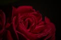 Beautiful fresh red rose in focus in darkness. Close up of red rose petal isolated on black background Royalty Free Stock Photo