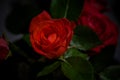 Beautiful fresh red rose in focus in darkness. Close up of red rose petal isolated on black background Royalty Free Stock Photo