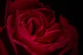 Beautiful fresh red rose in focus in darkness. Close up of red rose petal isolated on black background Royalty Free Stock Photo