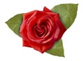 Beautiful fresh red rose with green leaves isolated on white background. Royalty Free Stock Photo