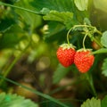 Beautiful and fresh red strawberry close up branch on blur bokeh background Royalty Free Stock Photo