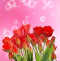 Beautiful fresh red tulips on abstract background Royalty Free Stock Photo