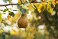 Beautiful fresh ripe pears hang on a branch in the orchard for food or juice. Eco, farm products. Autumn harvest at sunset