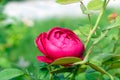 Fresh rose flower bloom in garden near green leaves