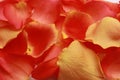 Beautiful fresh rose petals as background, closeup Royalty Free Stock Photo