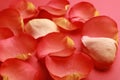 Beautiful fresh rose petals on coral background, closeup Royalty Free Stock Photo