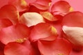 Beautiful fresh rose petals on coral background, closeup Royalty Free Stock Photo